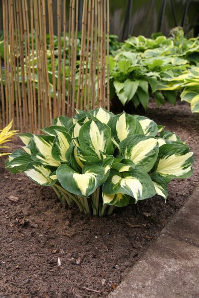 Hosta Pathfinder