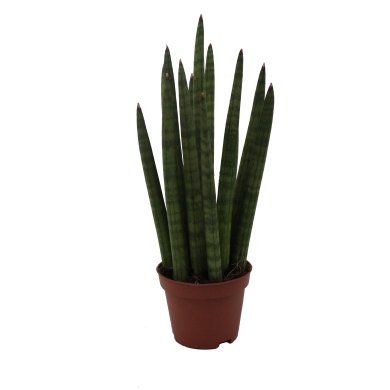 Sansevieria Bob Micado 6Cm Pot