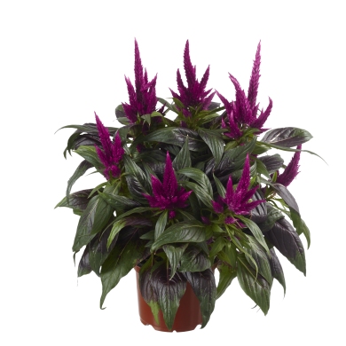 Celosia Spicata Javalin