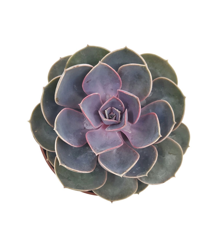 ECHEVERIA PERLE VON NURNBERG