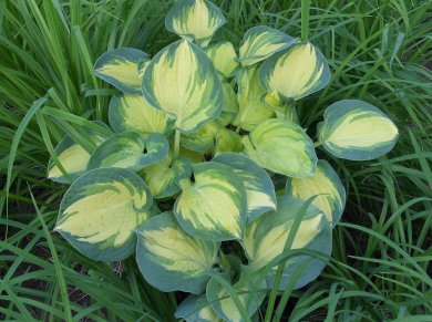 Hosta Beach Boy