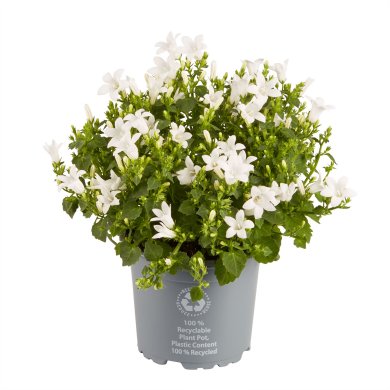 Campanula White Ocean