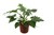 Philodendron Warscewiczii 210268