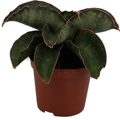 Sanseviaria Dragon Wings 8Cm Pot