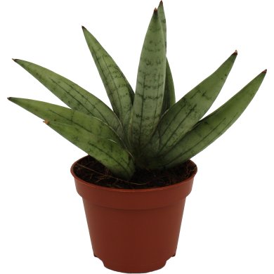 Sansevieria Silver Crown 6Cm Pot