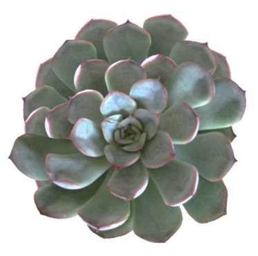 Echeveria Sierra Nevada