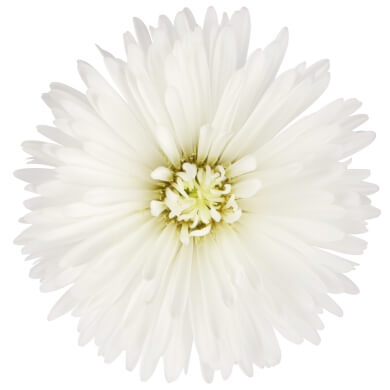 Victoria® Aster