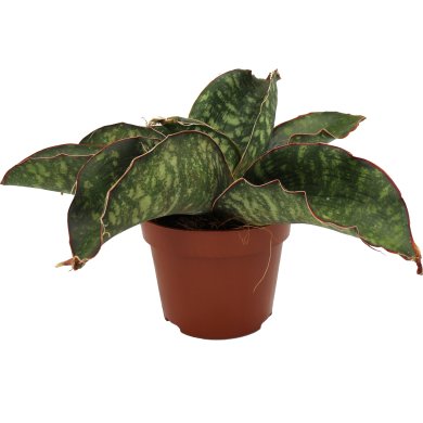 Sanseviaria Dragon Wings 12Cm Pot