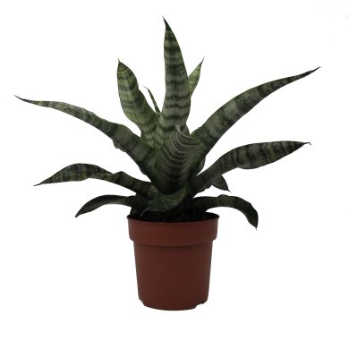 Sansevieria Trifasciata Natural 12Cm Pot