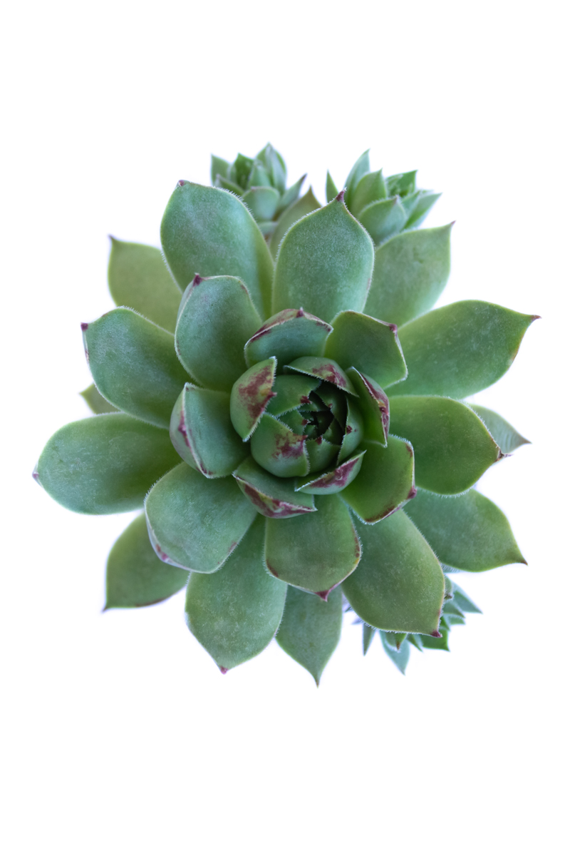 SEMPERVIVUM CALCAREUM BLACKBERRY BIG