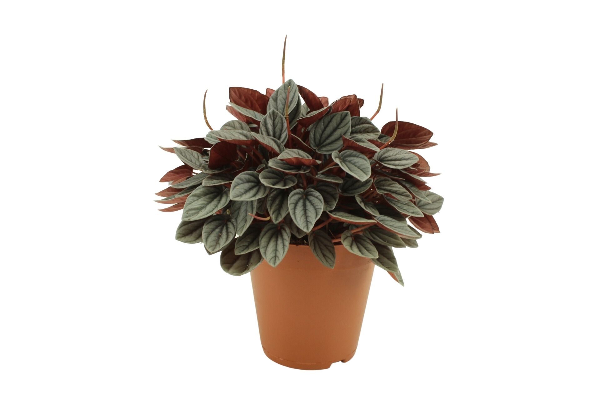 Peperomia Caperata Sunrise (259275) 15 Cm