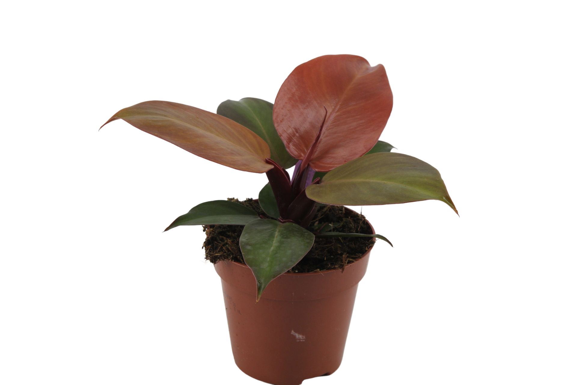 Philodendron Hybride Cherry Red 200495