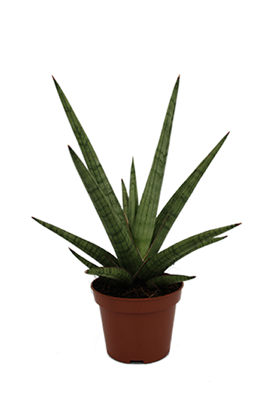 Sansevieria Bob Natural 10Cm Pot