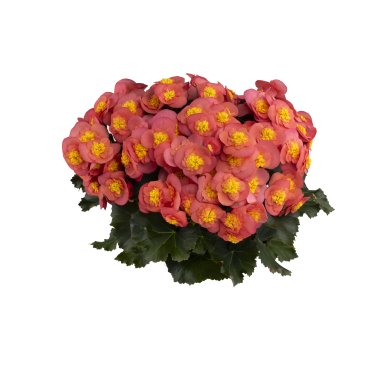 Belove Salmon Pink PL