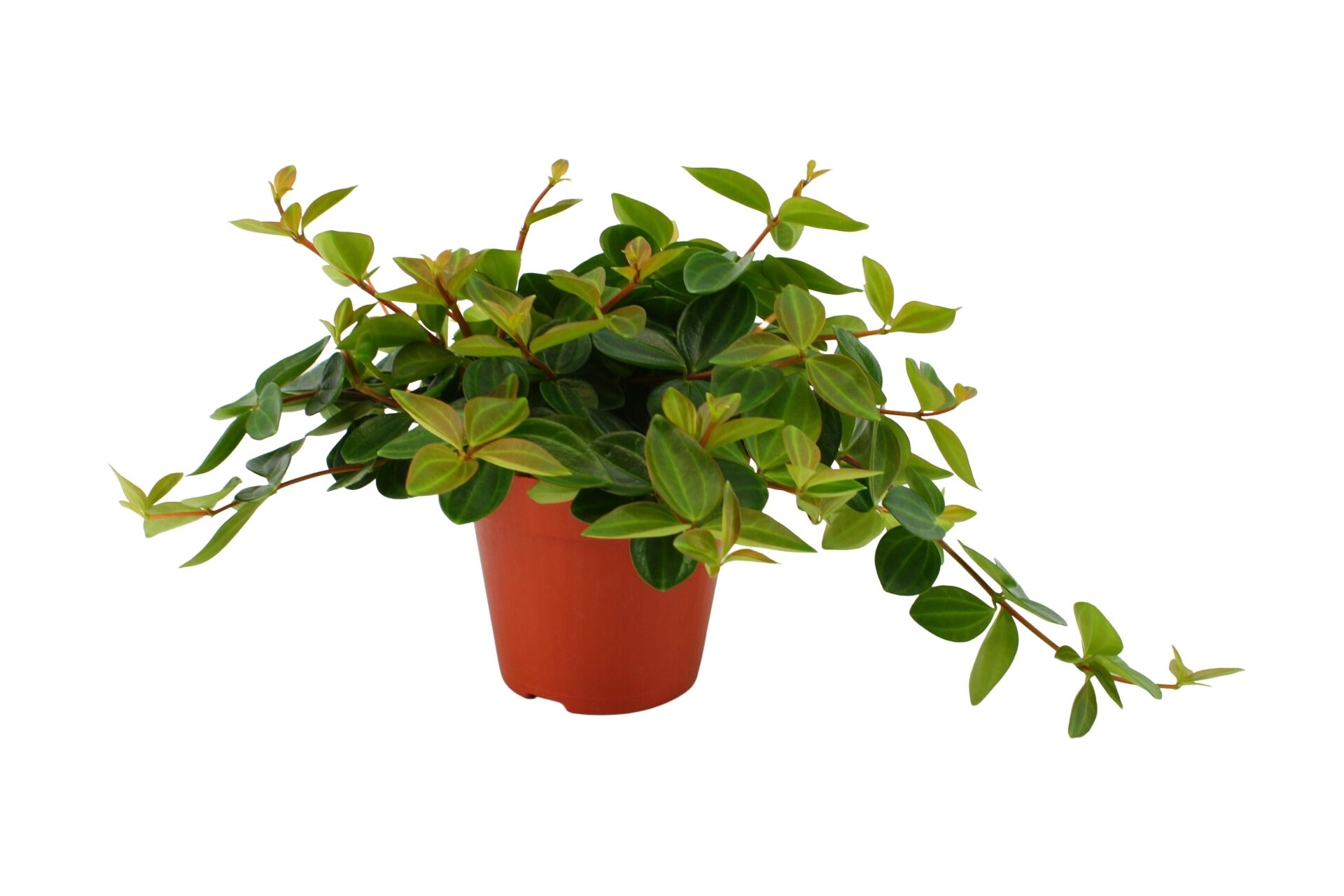 Peperomia Angulata Rocca Scuro (259261) 12 Cm