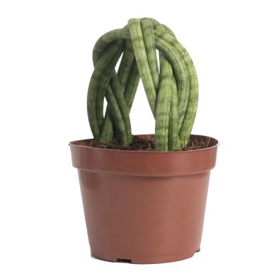 Sansevieria Cylindrica Bag Handle 15Cm Pot