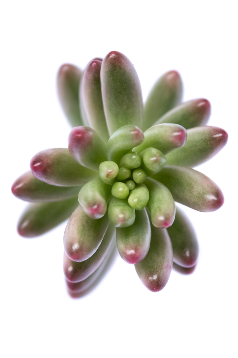 SEDUM RUBROTICTUM AURORA