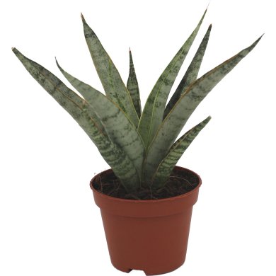 Sansevieria Icicle Natural 6Cm Pot