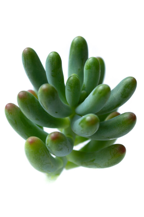 SEDUM PACHYPHYLLUM BLUE