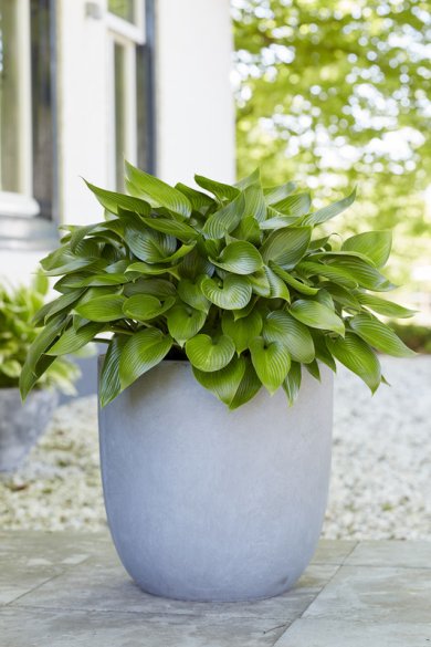 Hosta Devon Green