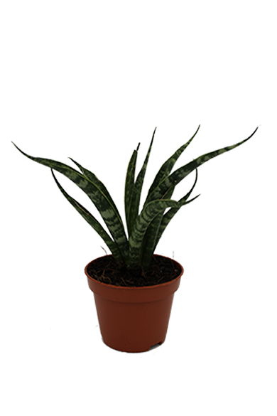 Sansevieria Fernwood Natural 6Cm Pot