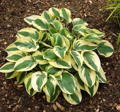 Hosta Wide Brim