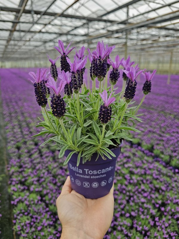 Lavandula Bella Toscane PL 2