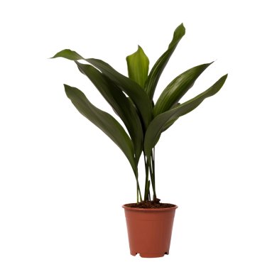 Aspidistra Eliator 12 CM 35 41 CM Front