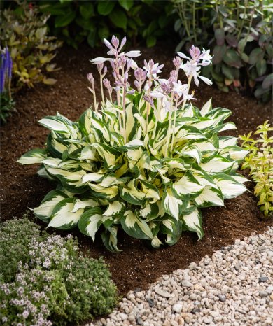 Hosta Paul Revere