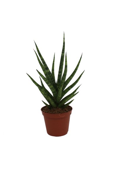 Sansevieria Torch Natural 8Cm Pot