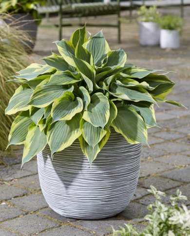 Hosta Flemish Tradition