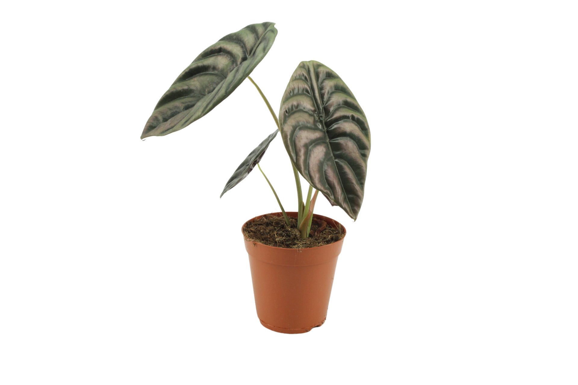 Alocasia Cuprea Red Secret 15 Cm