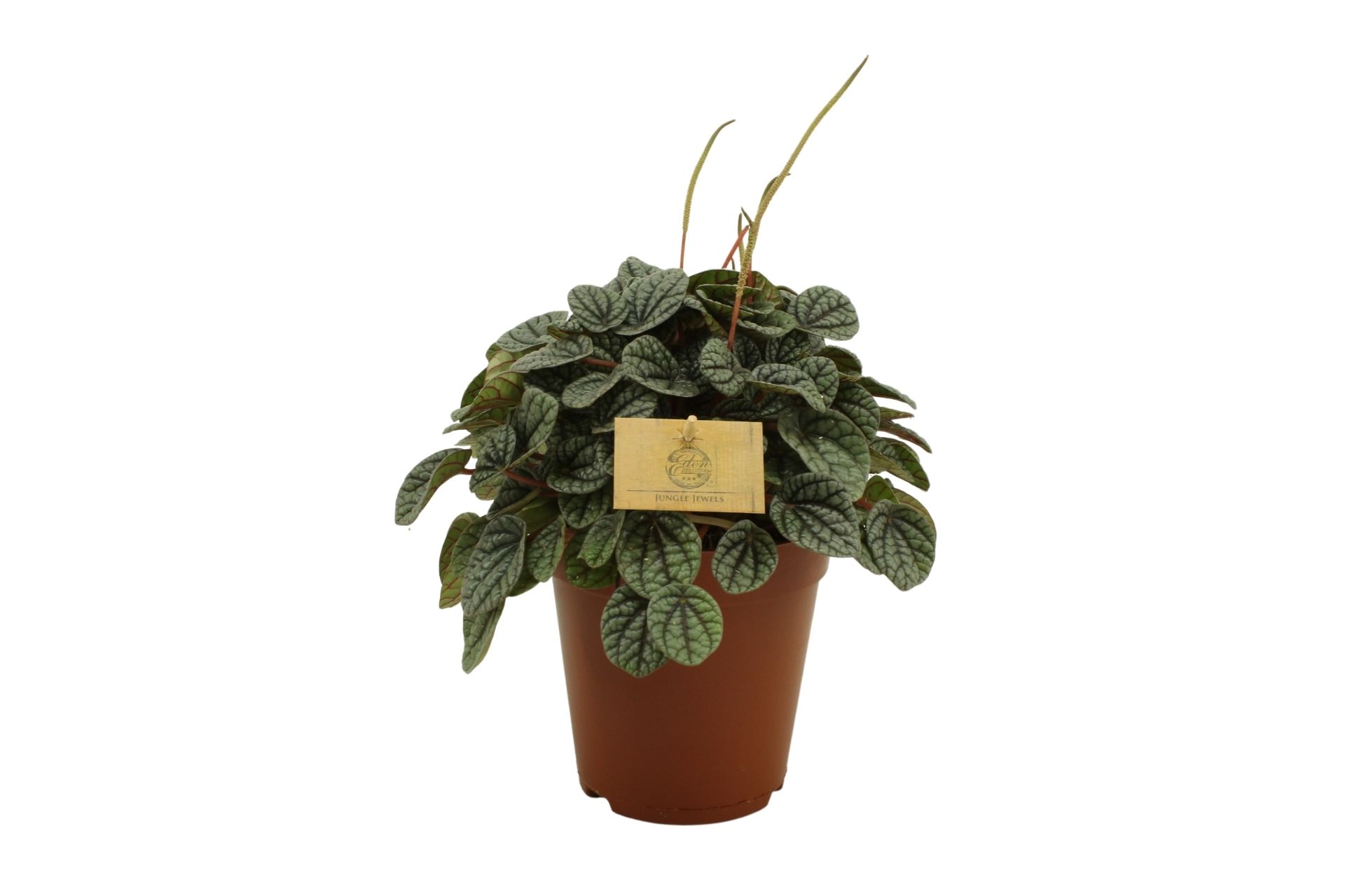 Peperomia Caperata Greyhound (285249) 15 Cm