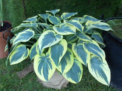 Hosta First Frost