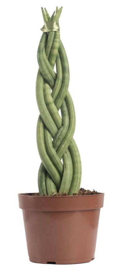 Sansevieria Cylindrica Braid 38 CM 6 Fingers