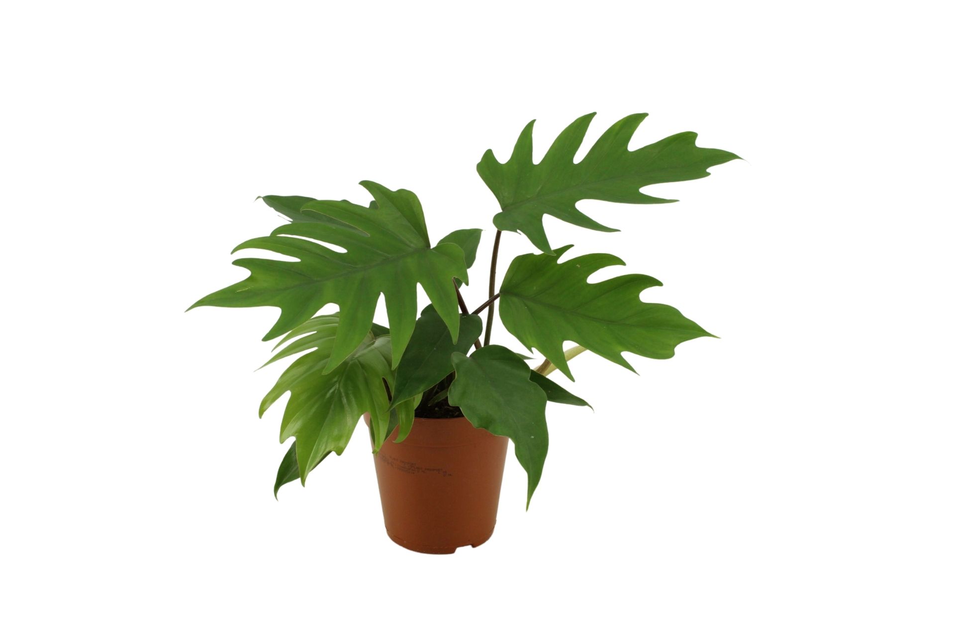 Philodendron Pedatum Mayoi 15 Cm