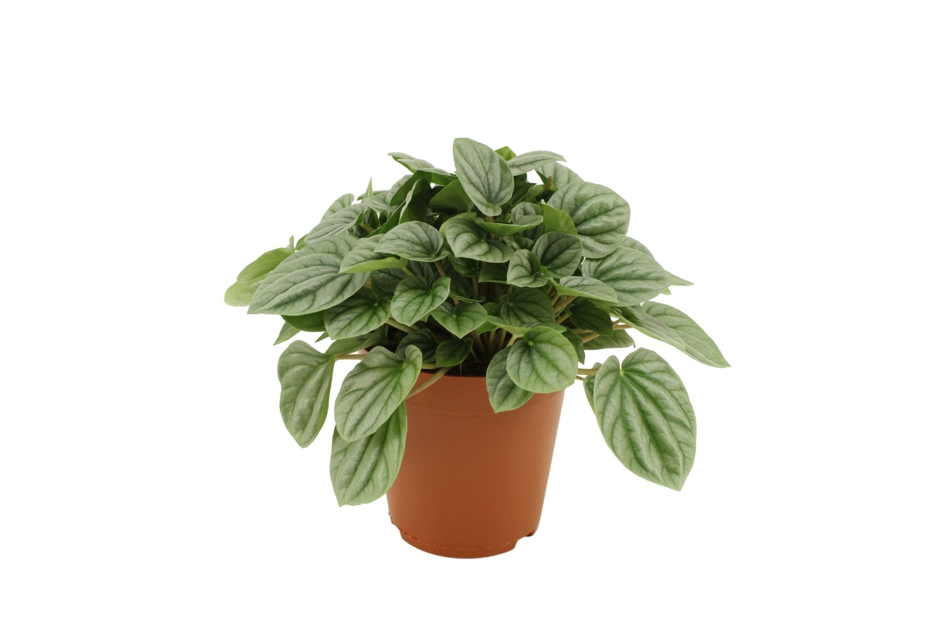 Peperomia Caperata Moonlight (259274) 15 Cm