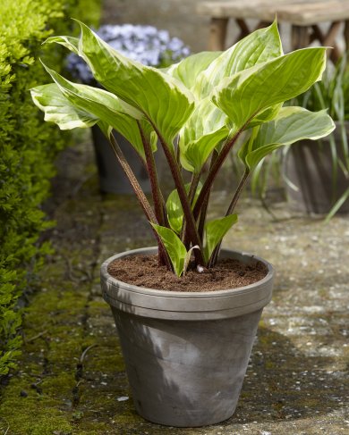 Hosta Sorbet®