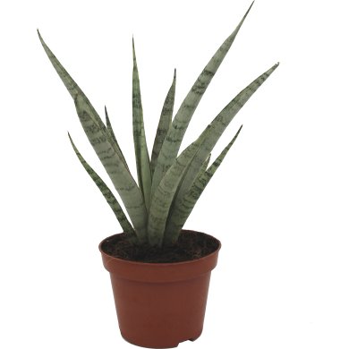 Sansevieria Icicle Natural 10Cm Pot