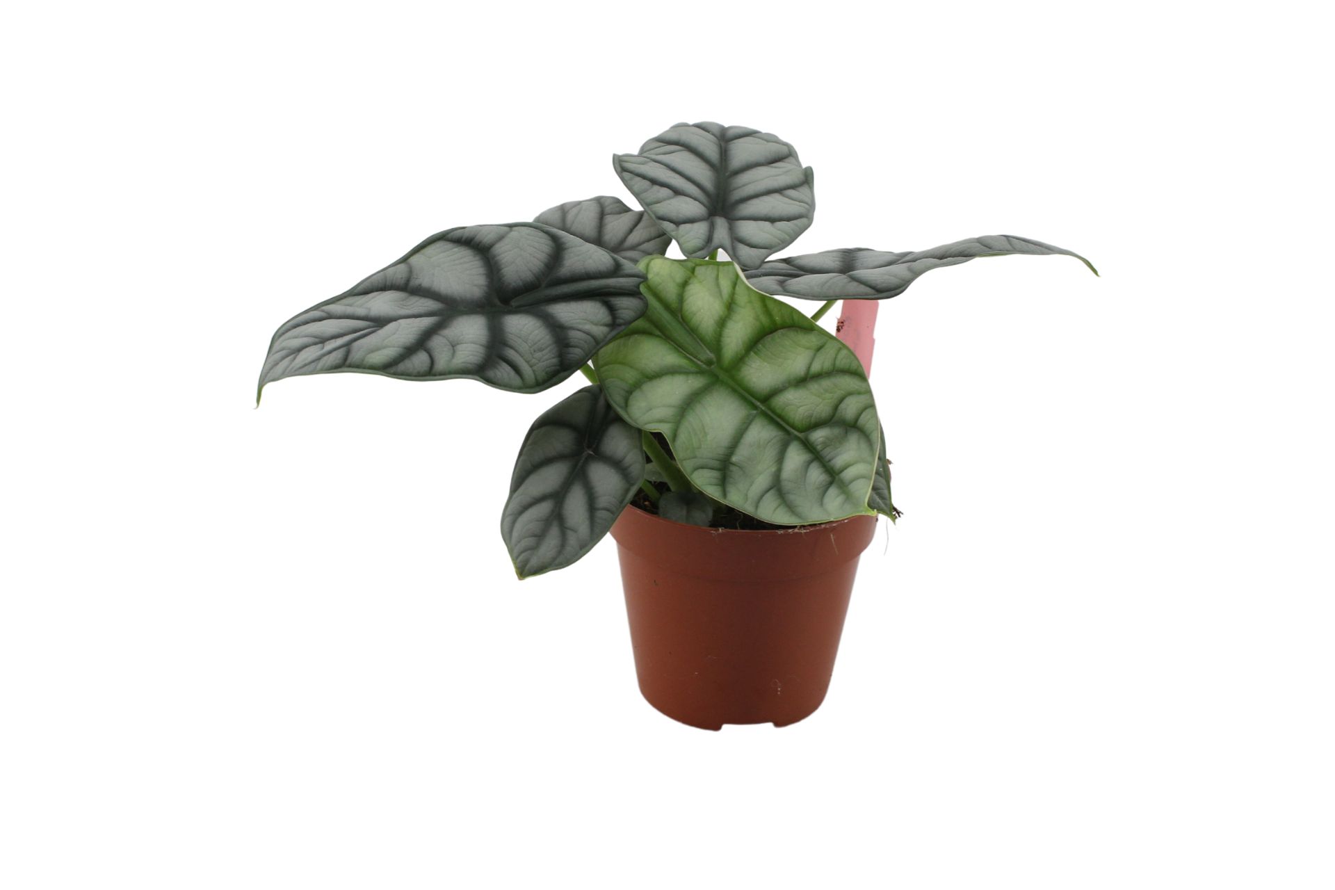 Alocasia Baginda Silver Dragon