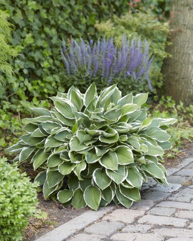 Hosta Francee