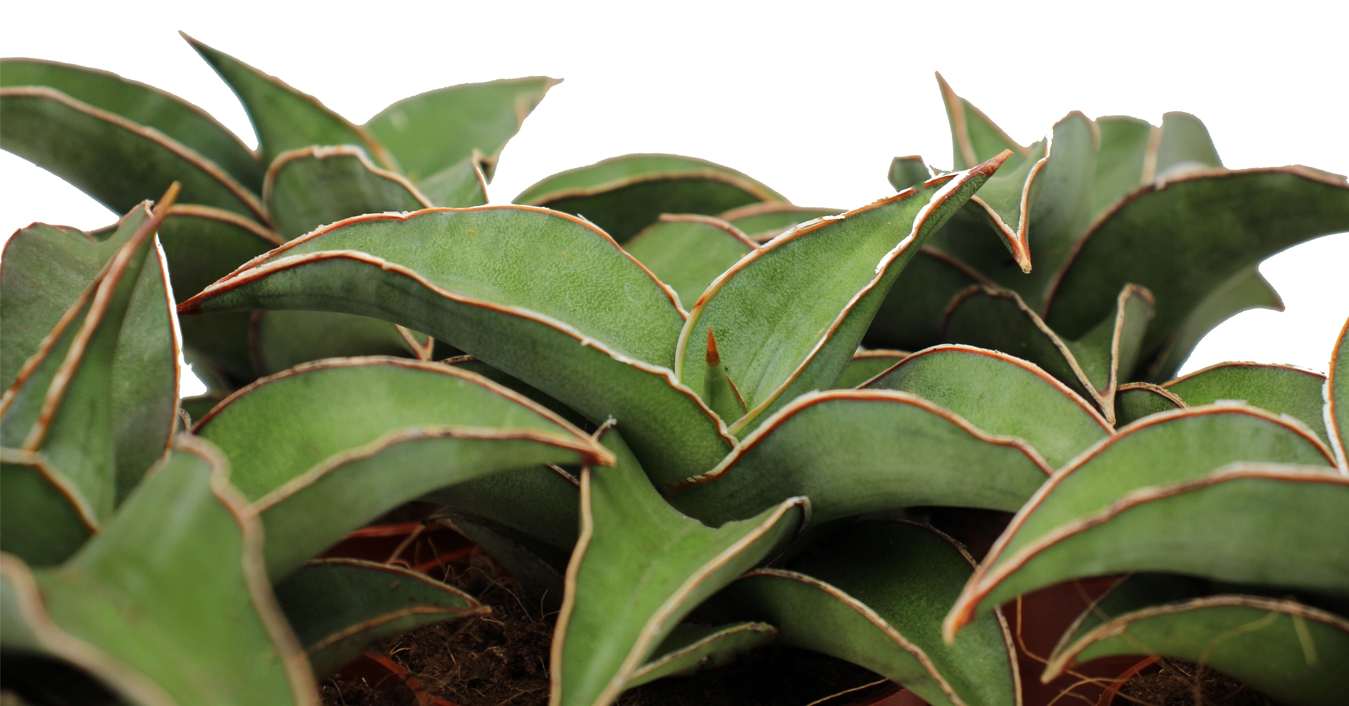Sansevieria Blue Kew Front