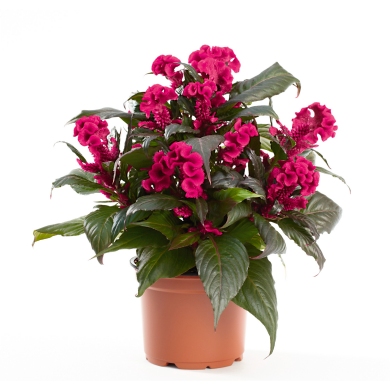 Celosia Hottopic Pink