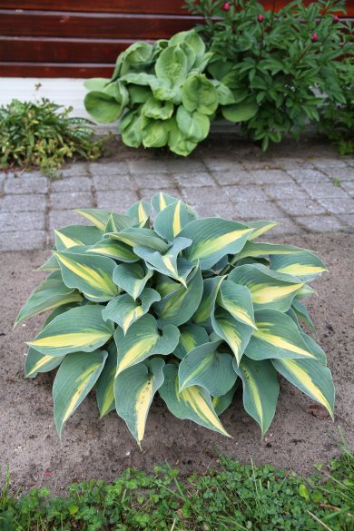 Hosta Catherine