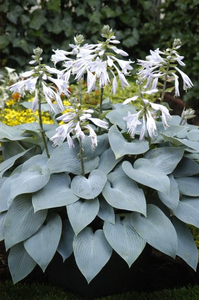 Hosta Bullet Proof