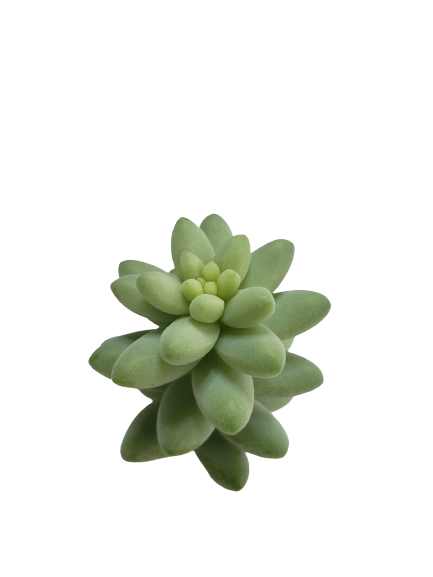 SEDUM MORGANIANUM BABY DONKEY