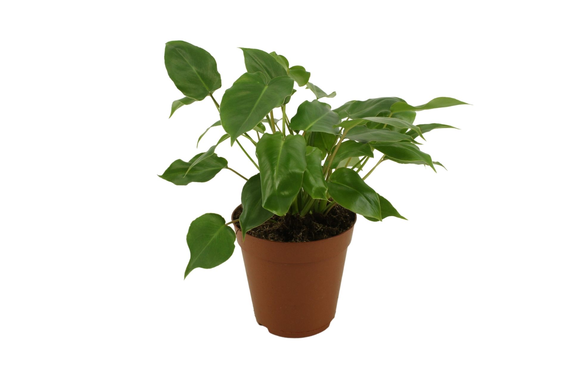 Philodendron Burle Marxii (200490) 15 Cm