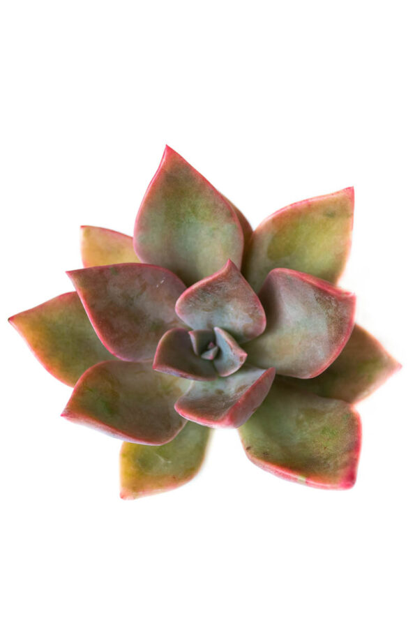 ECHEVERIA GIBBIFLORA PINK ROSE