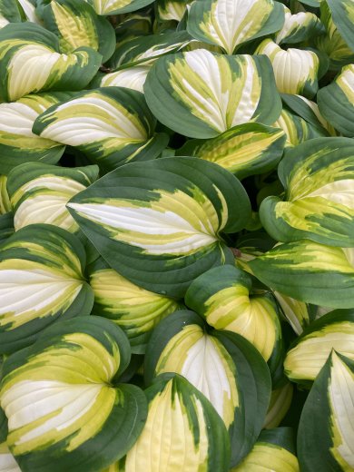 Hosta Heatvave Harmony (1)