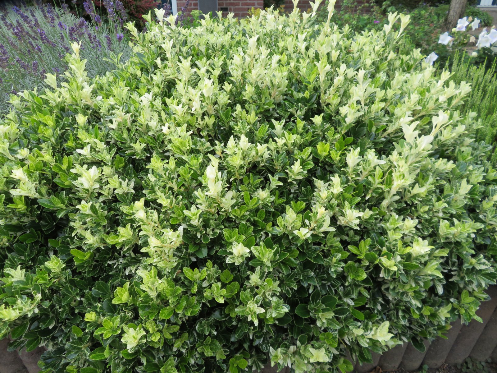 Euonymus Origin Front